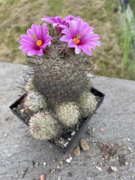 Mammillaria mazatlanensis